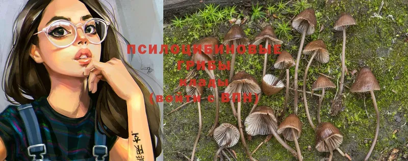 Псилоцибиновые грибы Psilocybine cubensis  Мариинск 